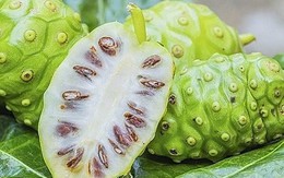 Trái nhàu rớt giá còn 3.000 đồng một kg