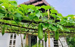 Sài Gòn: Sân thượng 20m² trồng đủ các loại rau của bà mẹ quyết nghỉ việc để dành nhiều thời gian hơn cho bản thân và gia đình