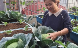 Kinh nghiệm trồng rau quả tốt tươi, bội thu trên sân thượng của mẹ đảm ở Hà Nội