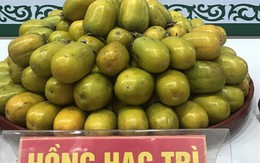Chuyện thú vị quanh những cây hồng tiến vua sắp tuyệt chủng ở Phú Thọ