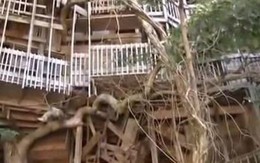 Nhà cây lớn nhất thế giới thành tro vì hỏa hoạn