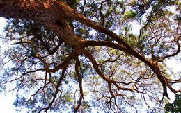 Hàng cây xích tùng 700 tuổi quý hiếm trên đỉnh thiêng Yên Tử