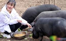Giữa cơn bão thịt lợn tăng giá, ông bố quyết định trao tặng 300 con lợn cho bất kì ai kết hôn với cô con gái xinh đẹp của mình