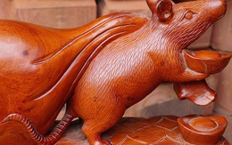 Tròn mắt thấy con chuột khổng lồ bóng loáng, nặng 10kg