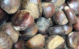 Hạt dẻ Tàu 50 ngàn/kg gắn mác Trùng Khánh, Sapa thổi giá cao gấp 3