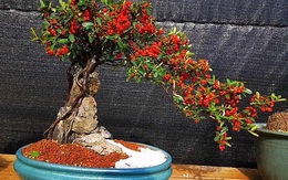 Táo gai ký đá chỉ bán duy nhất vào dịp Tết, giá chục triệu đồng một cây