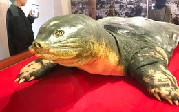 Tiêu bản "cụ rùa" Hồ Gươm chết năm 2016 chính thức trưng bày phục vụ khách tham quan