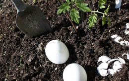 Chôn một quả trứng xuống vườn nhà, kết quả nhận được sẽ khiến nhiều người ngỡ ngàng