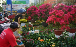 Những loại hoa Tết người Sài Gòn thường mua để mang lại tài lộc, may mắn cả năm