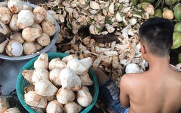 Cận Tết, nhiều bà nội trợ Việt mua cùi dừa non 70 ngàn đồng/kg làm mứt, tiểu thương ngày bán cả tạ
