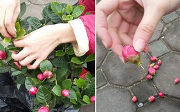 Đủ chiêu thức lừa đảo bán các loại cây hoa chưng Tết: Người tiêu dùng "ba đầu sáu tay" phòng bị