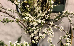 Bí quyết lựa chọn 4 loại hoa ngoại được chị em ưu chuộng nhất dịp Tết: Tuyết mai, Thanh liễu, Hồng gai và Đào đông