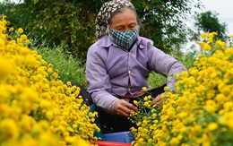 Hoa cúc chi giảm giá mạnh vì tăng diện tích không kiểm soát