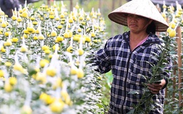 Hà Nội: Nông dân Tây Tựu tất bật thu hoạch hoa phục vụ Rằm tháng Chạp
