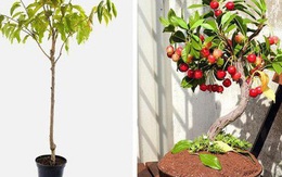 5 loại cây ăn quả trồng từ hạt "siêu dễ", ai cũng nên trồng 1 cây trong nhà