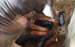 Chuyện lạ: Một cô lợn nái đẻ liên tục 2 lứa tổng cộng 21 chú lợn con chỉ sau 18 ngày