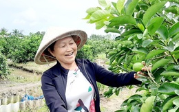 Người phụ nữ đầu tiên trồng, bán chanh không hạt tại Việt Nam