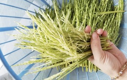 Rộ mốt săn lùng đòng đòng tươi, dân buôn bán mỗi ngày cả tạ