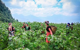 Vùng đất trồng thứ cây lạ lẫm, nhổ 1 gốc lên cả chùm củ, tên là sâm mà bán rẻ như khoai lang