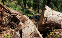 Yên Bái: Khu bảo tồn loài sinh vật cảnh “chảy máu”, gỗ quý bị chặt hạ, xẻ hộp la liệt