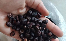 Hạt 'vàng' Tây Bắc, 2 triệu đồng/kg vẫn được khách săn lùng