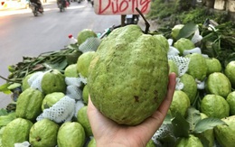 Lạ lùng ổi khổng lồ nặng 1,5kg gắn mác 'Lệ Rơi' hút khách Hà Nội