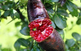 Loại chanh đắt nhất thế giới
