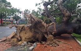 Tiếc nuối cây xà cừ số 13 cổ nhất tại Huế bị cơn bão số 13 đổ bật cả gốc