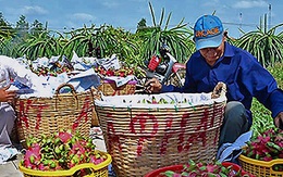 Gẩy tay rao hàng, lão nông bán chục tỷ tiền lươn, 26 tấn chôm chôm