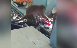 Khỉ hoang giặt quần áo hộ người