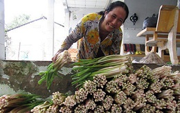 Thứ rau đồng hoang trước vứt đi không xuể, nay nhặt về trồng dưới mương, hái được bó nào lái khuân hết sạch