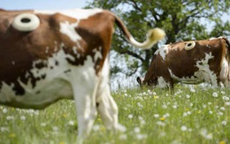 Vì sao những con bò trong trang trại bị đục một lỗ to trên thân mà không chết?
