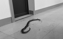Sau lũ, hàng chục con rắn cực độc chui vào nhà dân, trụ sở xã làm tổ