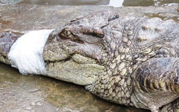 Người dân Cà Mau bắt được 4 con cá sấu