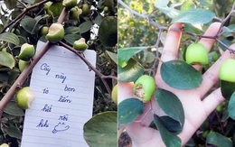 Vườn táo ở Hà Nội nham nhở vì khách tham quan ý thức kém