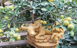 Trâu vàng "cõng" quất bonsai hút khách sành chơi, giá chục triệu đồng