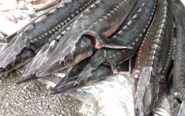 Tác hại khi ăn cá tầm nhập lậu từ Trung Quốc