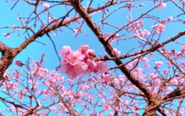 Sao phải đi Nhật Bản khi hoa anh đào đang nở rộ tại Sa Pa?