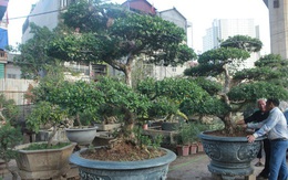 Cận cảnh những 'lão ngâu' bonsai hiếm có, giá trăm triệu đồng không bán