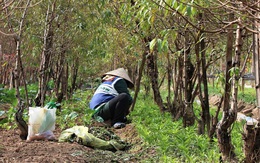 Vào vườn Nhật Tân xem nông dân tuốt lá đào