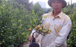 Quất bonsai trĩu quả trồng trong vò rượu khiến nhiều người săn lùng chơi Tết