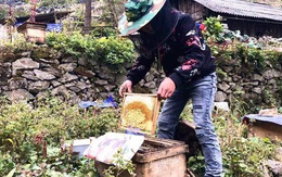 Đặc sản cao nguyên đá: Mật ong bạc hà xịn, tiền triệu vẫn khó mua