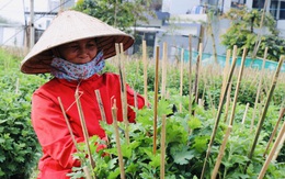 Làng trồng hoa Tết Dạ Lê Chánh (Thừa Thiên - Huế) “hồi sinh” sau lũ