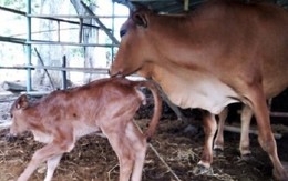 Tin vui: Bò tót mẹ gầy trơ xương từng gây xôn xao đã sinh con thế hệ F3