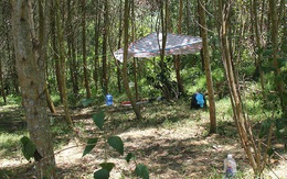 Quảng Bình: Phát hiện 2 người đàn ông tử vong trên võng ở trong rừng