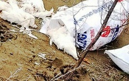 Hàng chục bao tải gà chết vứt la liệt dọc bờ biển