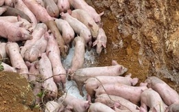 Thanh Hóa: Triệu tập người đàn ông vứt bỏ đàn lợn 83 con nghi nhiễm bệnh ven đường