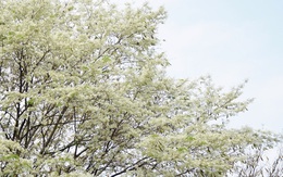 Cận cảnh những gốc hoa sưa nở trắng muốt đẹp mê mẩn giữa Hà Nội