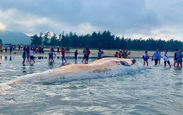 Cận cảnh cá voi "khủng" trôi dạt vào bờ biển Hà Tĩnh