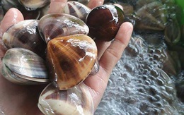 Mua ngao về nấu canh chua giải nhiệt mùa hè đừng bao giờ chọn con ngao có đặc điểm này